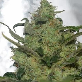 Forbidden Fruit × Spritzer > Vision Seeds